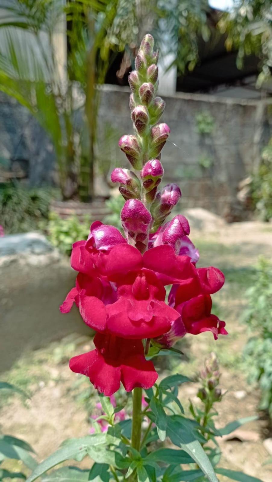 Cherry Garden Pokhara Ngoại thất bức ảnh